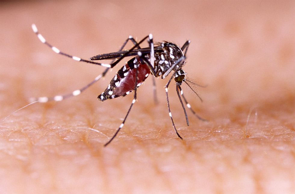 Vírus Mayaro e o Aedes Aegypti