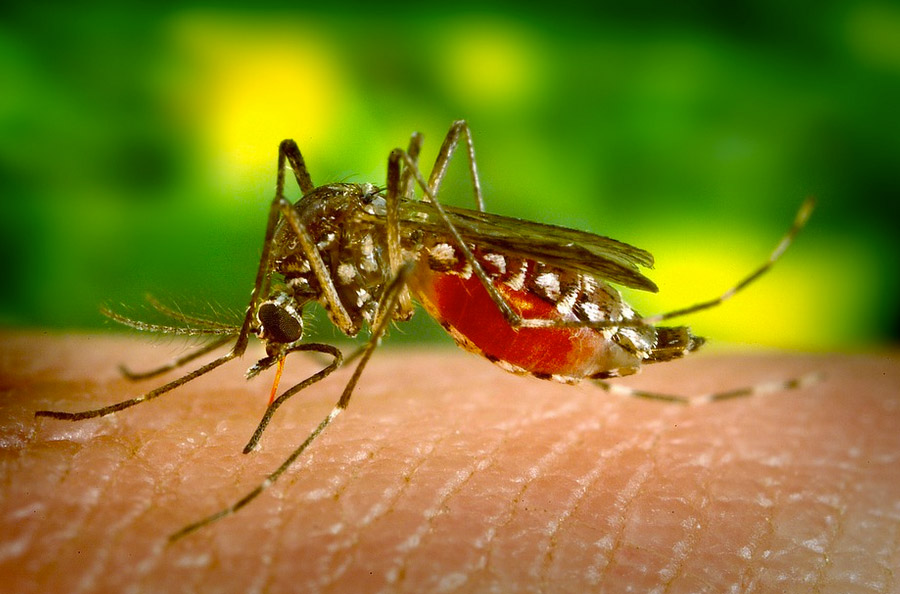 Zika Vírus: Sintomas e Prevenção